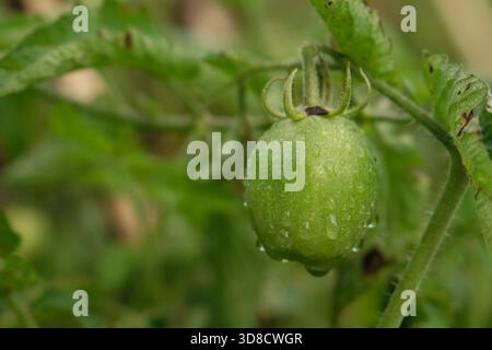 A single, perfect unripe green tomato on the vine, highly detailed and glistening with fresh water drops. Stock Photo