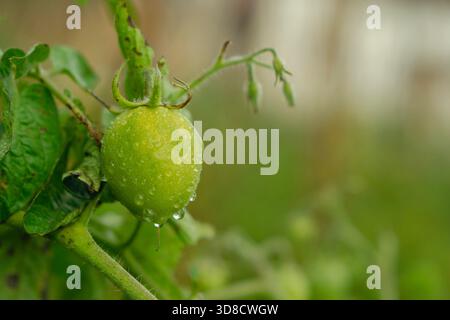 A single, perfect unripe green tomato on the vine, highly detailed and glistening with fresh water drops. Stock Photo