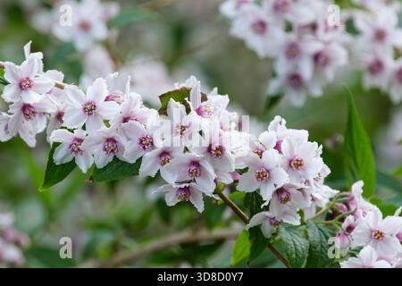 Deutzia purpurascens Alpine Magician, clusters of pink-tinged white flowers with red centers in late spring Stock Photo