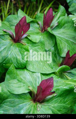 Trillium chloropetalum  var.giganteum, Trillium sessile Rubrum, clover-like foliage, three upright petals, burgundy flowers Stock Photo