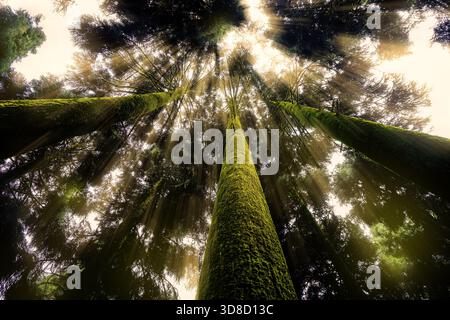 Sun rays breaking through the forest canopy—quiet, magical, and gone in a heartbeat. Stock Photo