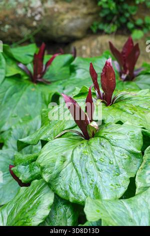 Trillium chloropetalum  var.giganteum, Trillium sessile Rubrum, clover-like foliage, three upright petals, burgundy flowers Stock Photo
