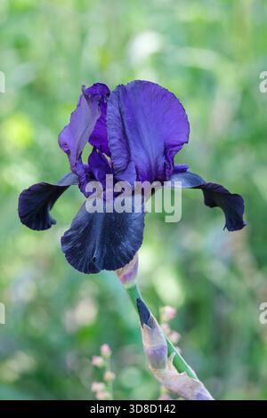 Iris Deep Black, Iris germanica Deep Black, dark purple-black flowers with blue-black beards on the lower petals Stock Photo