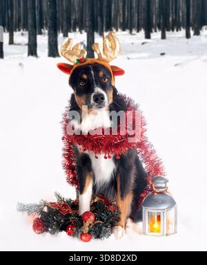 Miniature Australian Shepherd in front of winter background Stock Photo