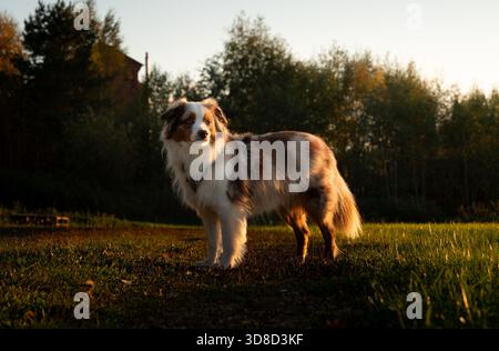 Red merle mini aussie standing in a meadow, lit by golden evening light Stock Photo