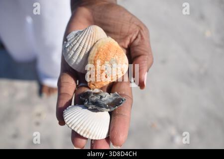 Hands holding seashells along the shoreline of St. Augustine, Florida 2025. A close-up beach photo showing natural shells collected on the coast. Stock Photo