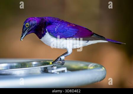 a Violet-backed starling . It is a relatively small species of starling in the family Sturnidae. This is a strongly sexually dimorphic specie Stock Photo