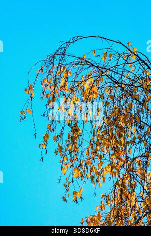 Autumn colours of leaves on Silver Birch (Betula pendula) tree - central France. Stock Photo