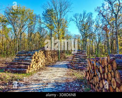 Stacks of timber logs in forest awaiting collection - central France. Stock Photo
