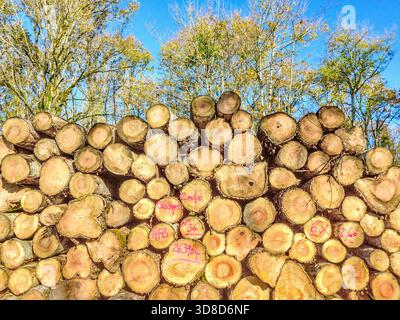 Stacks of timber logs in forest awaiting collection - central France. Stock Photo