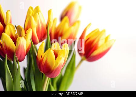 Red and yellow two colored tulip flowers on white background closeup Stock Photo