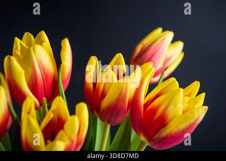 Red and yellow two colored tulip flowers on black background closeup Stock Photo