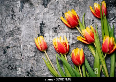 Red and yellow two colored tulip flowers on wooden background top view flat lay Stock Photo