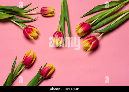 Red and yellow two colored tulip flowers on pink background top view flat lay Stock Photo