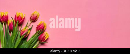 A beautiful bouquet of tulips with pink and yellow petals on a soft pink background, perfect for spring celebrations and floral arrangements. Stock Photo