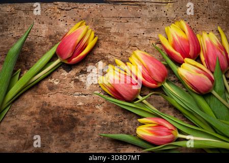 Red and yellow two colored tulip flowers on wooden background top view flat lay Stock Photo
