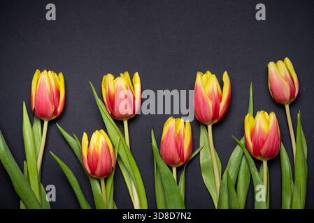 Red and yellow two colored tulip flowers on black background top view flat lay Stock Photo