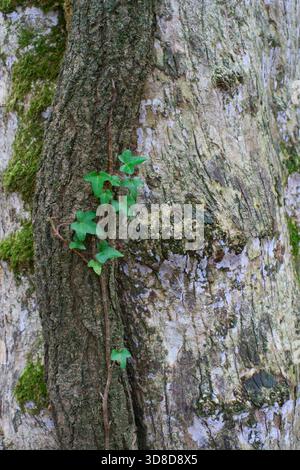A close up of Ivy growing on the trunk of a Field maple tree. Stock Photo