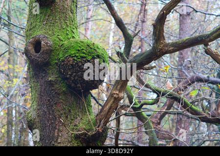 The trunk of an Oak tree with a burr growth. Stock Photo