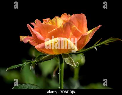 Vibrant macro shot of an orange and yellow striped rose, featuring delicate water droplets on its stem, set against a dramatic black background Stock Photo