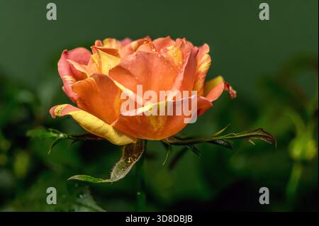 Beautiful blooming orange and yellow striped rose alongside a developing bud and glossy dark green leaves, all covered in tiny water droplets after a Stock Photo