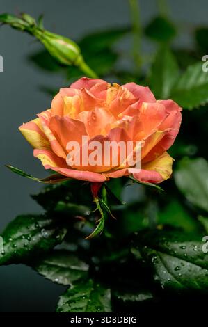 Beautiful blooming orange and yellow striped rose alongside a developing bud and glossy dark green leaves, all covered in tiny water droplets after a Stock Photo