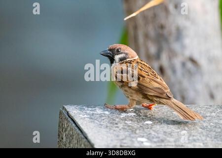 Eurasian tree sparrow, Passer montanus, Labuan Bajo, Flores, East Nusa Tenggara, Indonesia Stock Photo