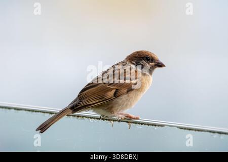 Eurasian tree sparrow, Passer montanus, perched on a glass railing, Labuan Bajo, Flores, East Nusa Tenggara, Indonesia Stock Photo
