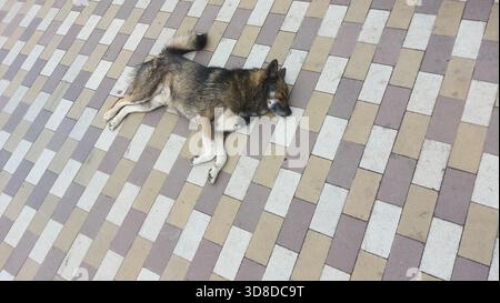 Dog laying on its side on patterned tiles, appearing calm and at ease. dog fur gently matches the surrounding tiles. Dog in a relaxed position, lying Stock Photo