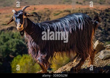 Black goat standing on road in Morocco. Stock Photo