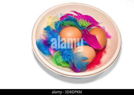 Three chicken eggs in a nest with colorful feathers. Stock Photo
