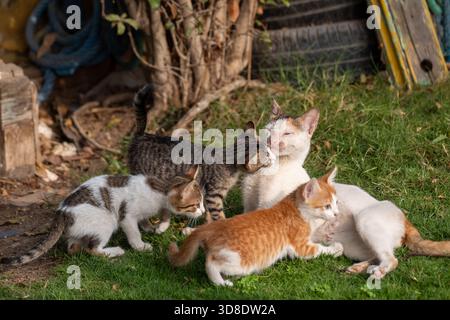 Egyptian stray Baladi cat resting on grass nursing her kittens, Cairo, Egypt Stock Photo