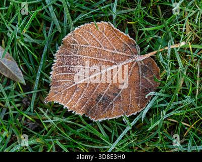A single frosted Ceris leaf lying on frosty grass Stock Photo