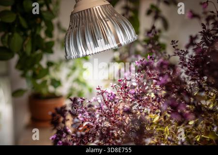 dinner plate dahlia plant Penhill Dark Monarch Dinnerplate Dahlia Bulbs main image 1