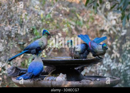 Four Purple-crested turaco (Gallirex porphyreolophus) gathered at a bird bath in a bushveld garden Stock Photo