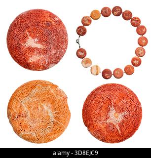 set of coral necklace and round beads from sponge orange coral isolated on white background Stock Photo