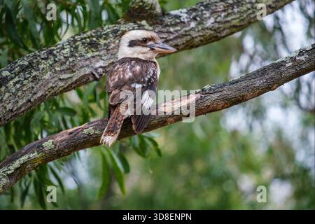Kookaburra perching on the branch of a eucalyptus tree, Queensland, Australia Stock Photo