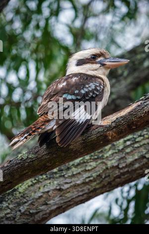 Kookaburra perching on the branch of a eucalyptus tree, Queensland, Australia Stock Photo