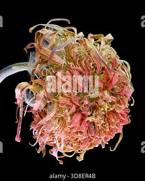 A highly detailed macro studio shot of a withered and dried Zinnia flower head against a pure black background. The image reveals the intricate texture Stock Photo
