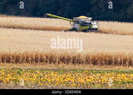 Combine harvester gathering ripe corn during autumn harvest season in a rural landscape Stock Photo