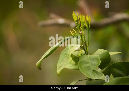 Detail of leaf shoots and flower buds of a sweet orange tree (Citrus × sinensis) in a mediterranean garden in spring (Alicante, Spain) Stock Photo