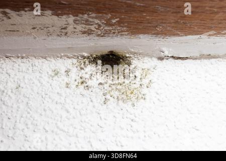 Spot of mold, mould, mildew or fungus on white wall below window. Stock Photo