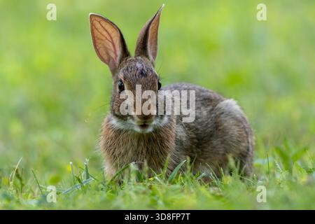 Juvenile Eastern Cottontail Rabbit, Sylvilagus floridanus, closeup in green grass for Spring and Summer Stock Photo