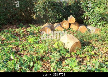 A small pile of tree logs in the bushes and foliage Stock Photo