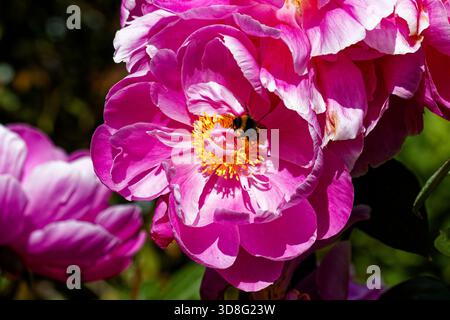 Paeonia officinalis, the common peony, or garden peony, is a species of flowering plant in the family Paeoniaceae. Stock Photo