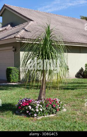 A Ponytail Palm or Elephant's Foot Tree in a Yard in Florida, USA Stock Photo