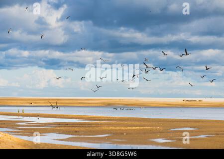 A large group of birds soars above a sandy estuary under dramatic clouds and blue skies. Stock Photo