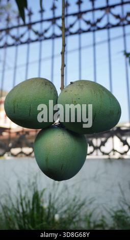 mango fruit that is still attached to the tree and not yet ripe Stock Photo