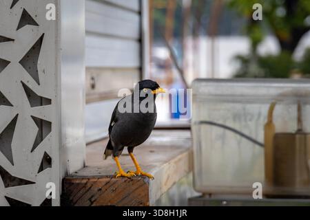 White-vented Javan Myna bird sitting on a wooden shelf outside in Singapore Stock Photo