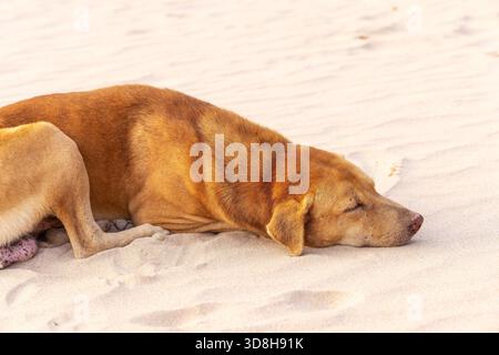 A dog is sleeping on a sand beach, Sri Lanka Stock Photo